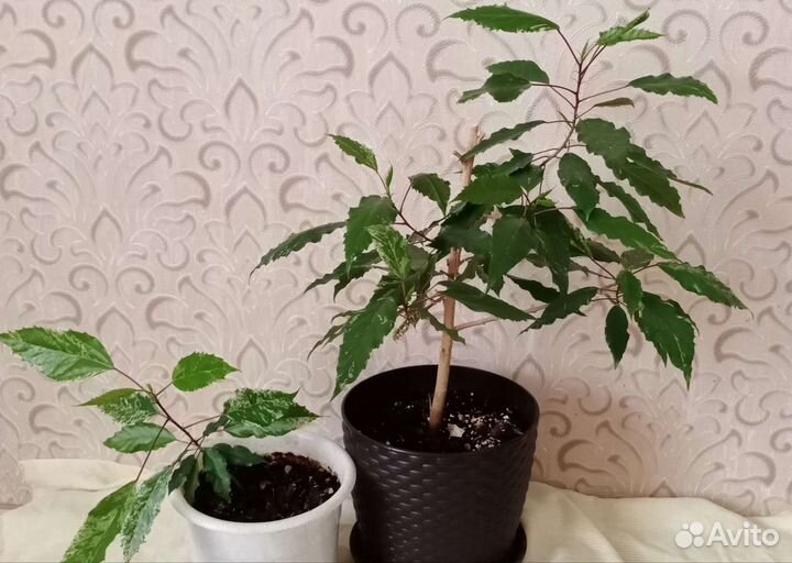 Гибискус китайская роза