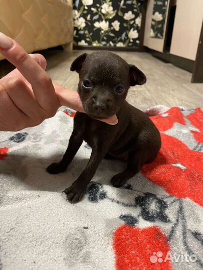 Той-терьеры