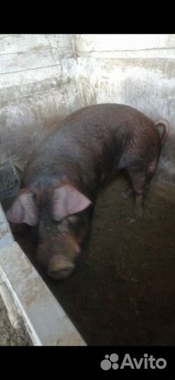 Услуги хряка дюрок, привоз животных