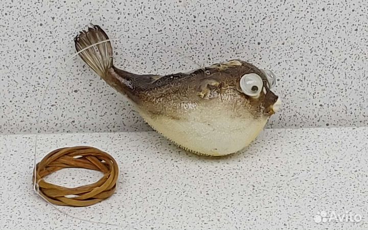 Рыба Попугай 5,9 морской сувенир подарок