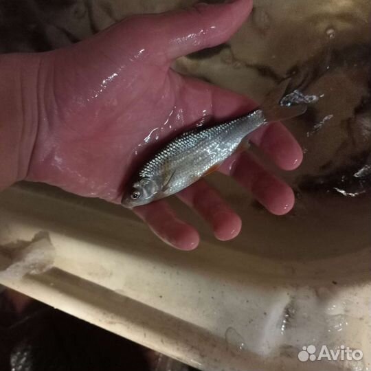 Живец плотва густера