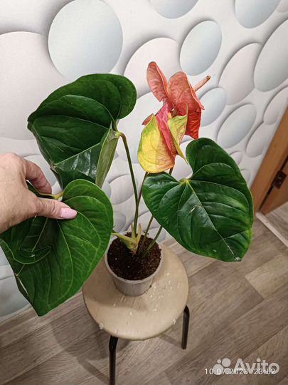 Антуриум Фламинго Оранж