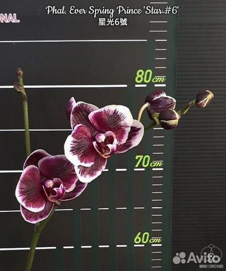 Фаленопсис Phal. Ever Spring Prince 'Star#6'