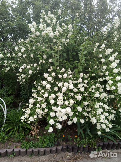 Цветы многолетники