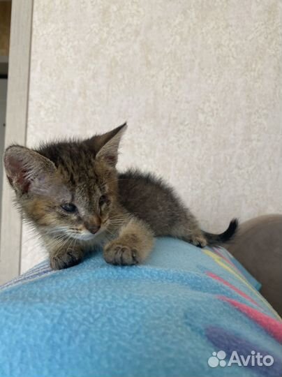 Котенок девочка бесплатно