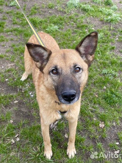 Собака из приюта