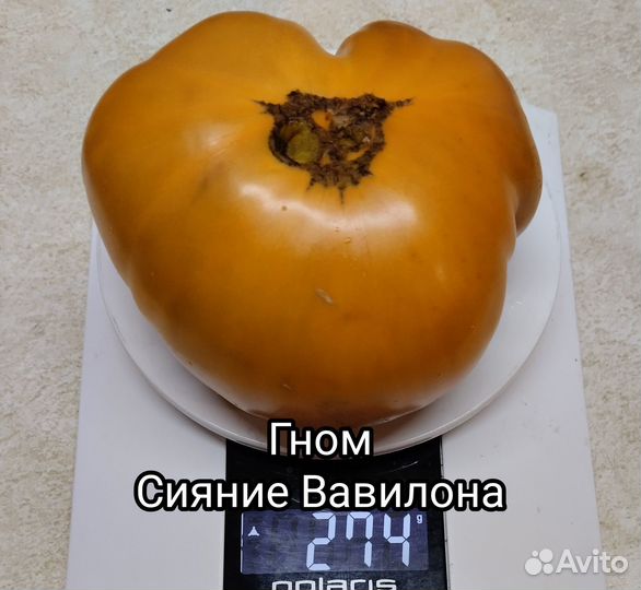 Продам семена коллекционных сортов томатов-Дварф
