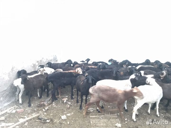 Овцы бараны