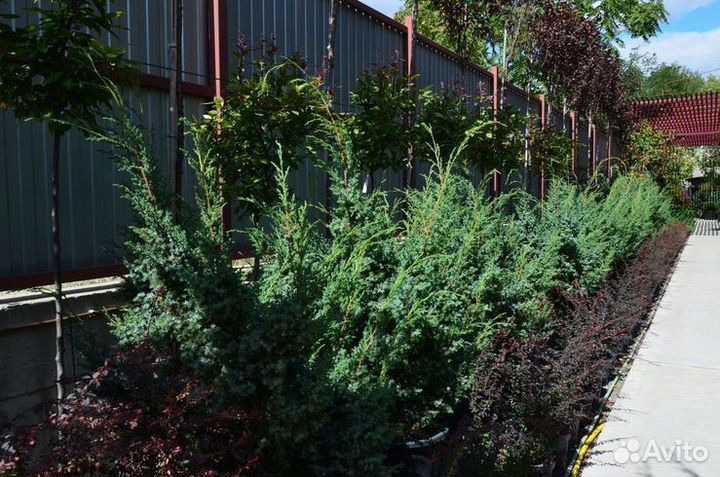 Можжевельник китайский Блю Альпс