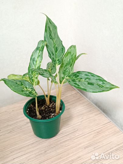 Дополнительные фото вышлю в сообщения