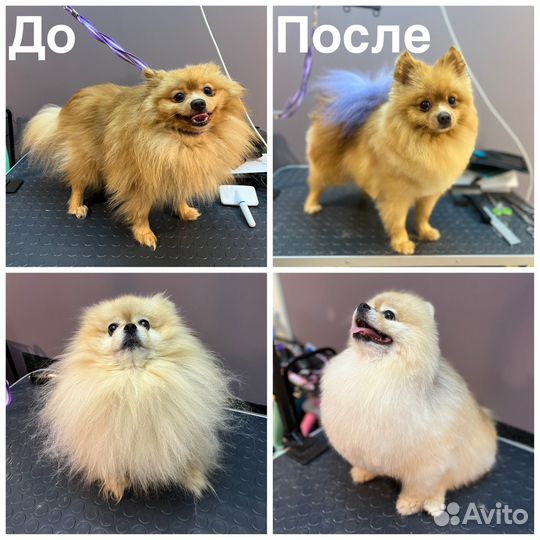 Груминг собак Пушкино