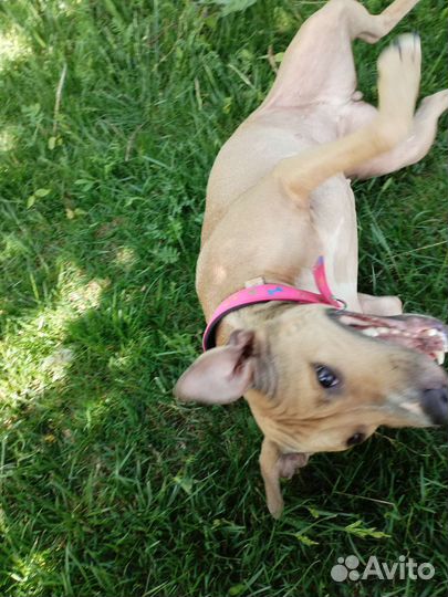 Собака в добрые руки