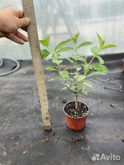 Гортензия метельчатая