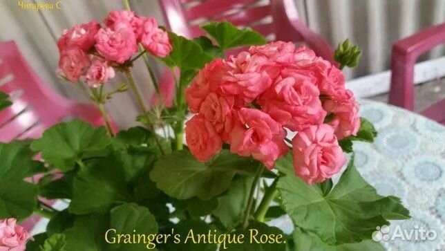 Продам пеларгонию 