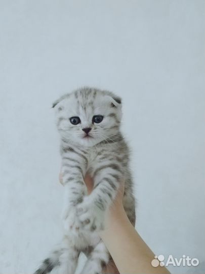 Шотландский котенок