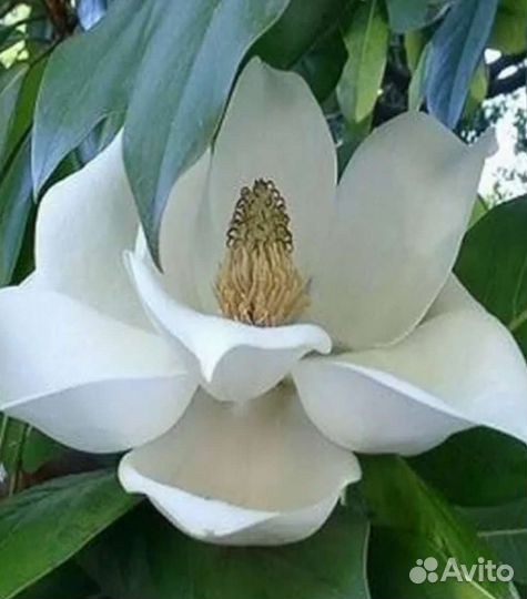 Черенки декоративных, хвойники