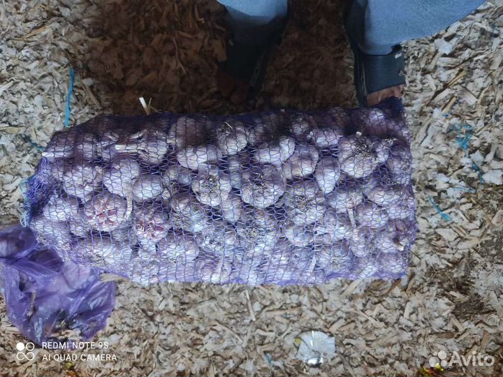 Чеснок семена посадка