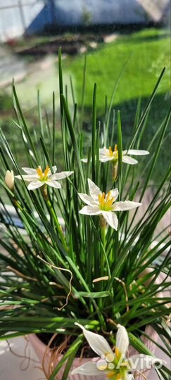 Зефирантес