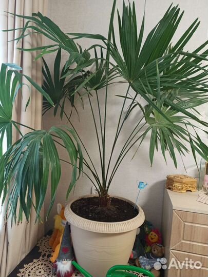 Пальма веерная