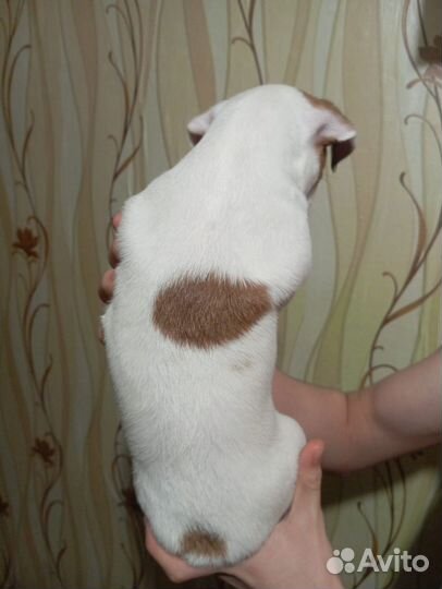 Щенки Джек рассел терьер девочка