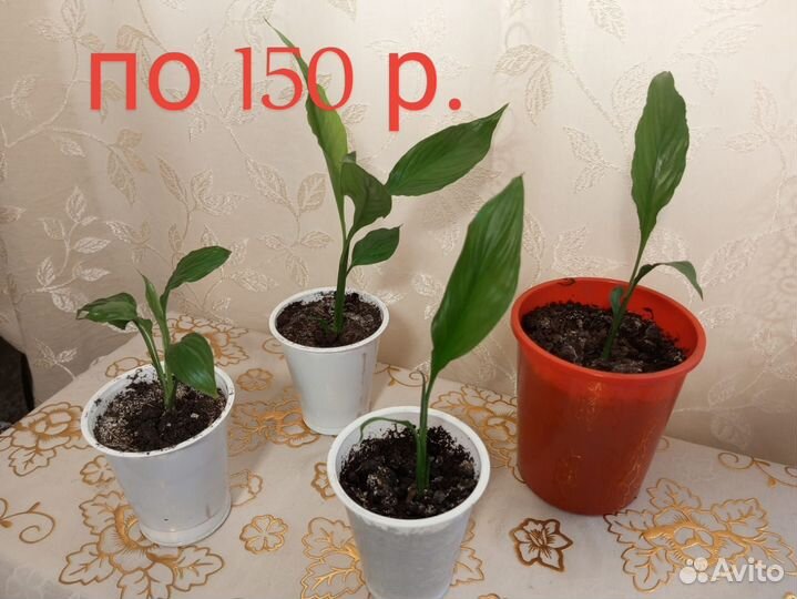 Комнатные цветы