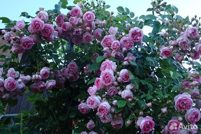 Роза Жасмина саженцы