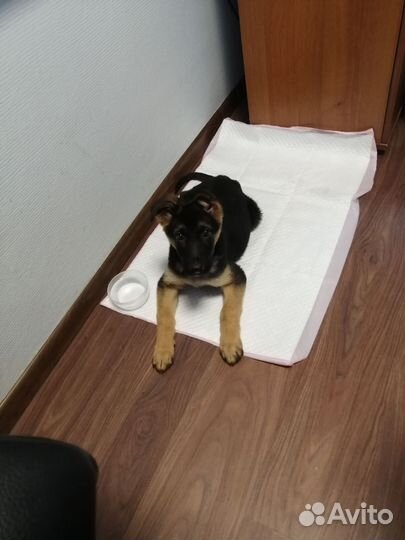 Щенки Восточно-европейской овчарки вео