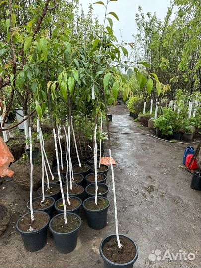 Сакура саженцы