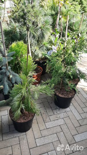 Ель пендула, пихта, кипарисовики, сосны на штамбе