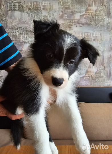 Щенки бордер колли