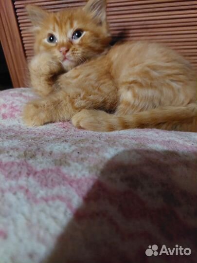 Рыженький котейка в добрые руки