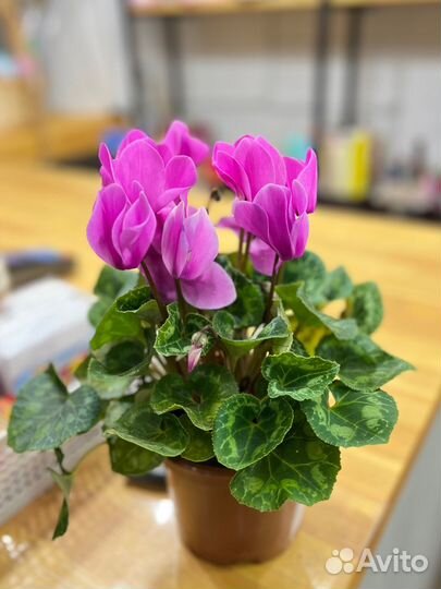 Цикламен Гигант