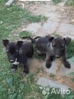 Гавкучая охрана