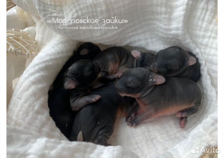 Декоративные крольчата огневки из питомника