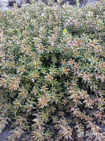 Седум (очиток) многолетний почвопокровник