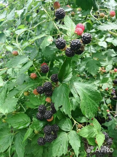 Саженцы малины