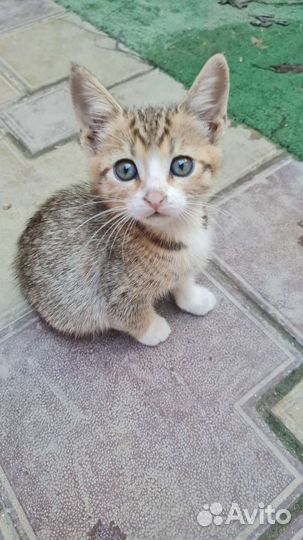 Отдам котят