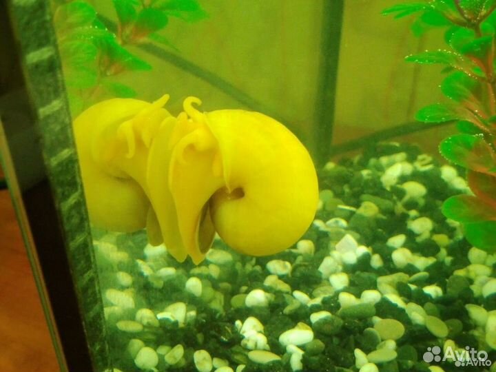 Яйца, кладка ампулярии