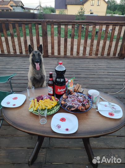 Собака малинуа