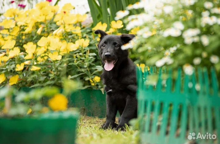 Барби в добрые руки. Щенок