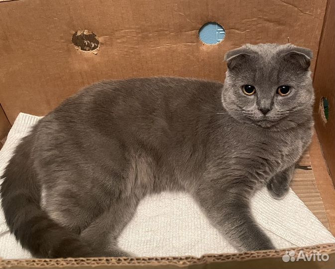 Британский вислоухий кот