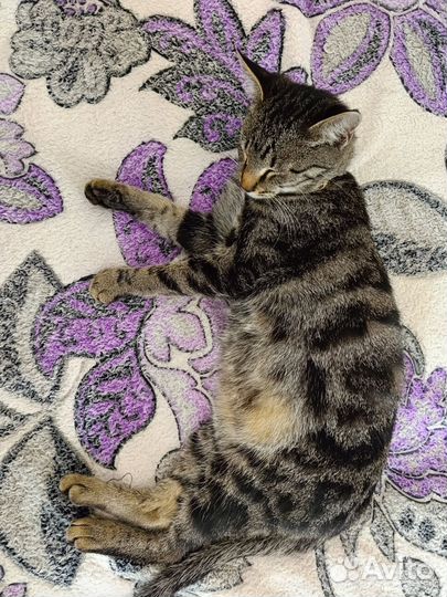 Котенок в добрые руки