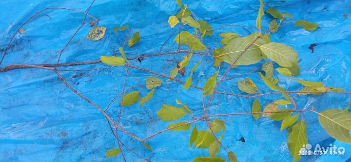 Саженцы крушины ломкой (медонос)