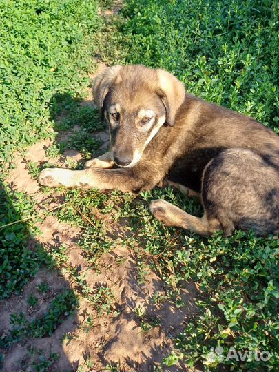 Продам щенят
