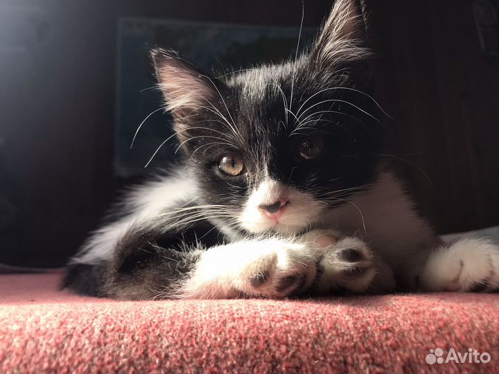 Умные и красивые девочки. п. Мезмай