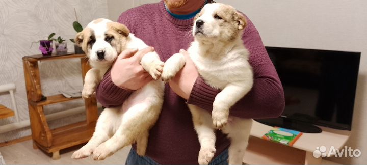 Щенки Алабая сао