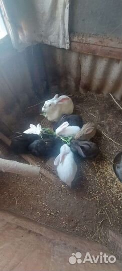 Кролики