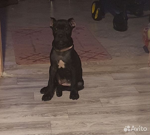 Кане -корсо