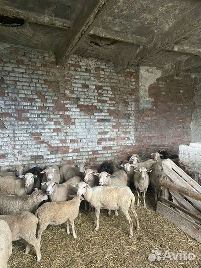 Матки бараны ярки