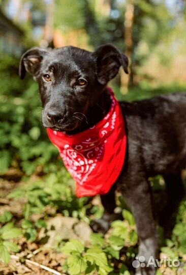 Щенок девочка интересный окрас